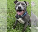 Small #3 American Pit Bull Terrier