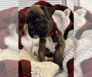 Boxer Puppy for Sale in LANSING, Michigan USA