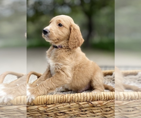 Medium Photo #5 Goldendoodle Puppy For Sale in SAN ANTONIO, TX, USA