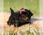 Small Photo #5 Maltipoo (Miniature) Puppy For Sale in WARSAW, IN, USA