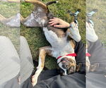 Small #6 American Pit Bull Terrier Mix