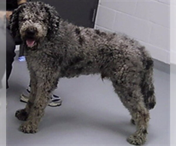 Medium Photo #1 Goldendoodle Puppy For Sale in St. Cloud, FL, USA