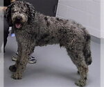 Small Goldendoodle