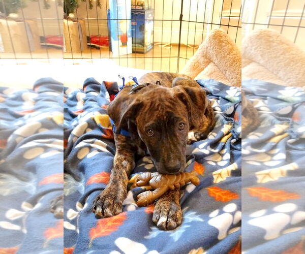 Medium Photo #3 Great Dane-Unknown Mix Puppy For Sale in Huntersville, NC, USA