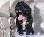 Small #2 Bernedoodle (Miniature)