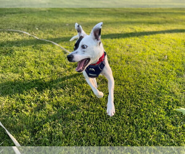 Medium Photo #20 Mutt Puppy For Sale in Gloversville, NY, USA