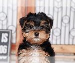 Small Photo #1 Morkie Puppy For Sale in NAPLES, FL, USA