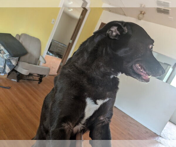 Medium Photo #6 Mutt Puppy For Sale in Orange Grove, TX, USA