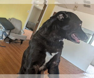 Celeste - Female Mutt Dog for Adoption - Photo #6