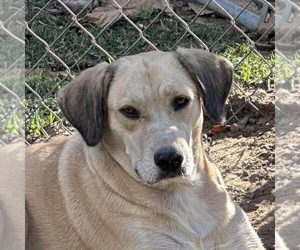 Medium Photo #1 Labrador Retriever-Unknown Mix Puppy For Sale in Yardley, PA, USA