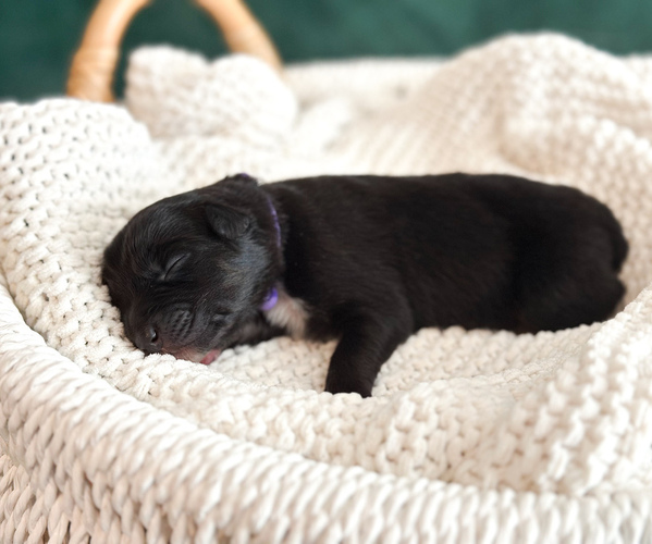 Medium Photo #3 Australian Shepherd Puppy For Sale in BOUTON, IA, USA