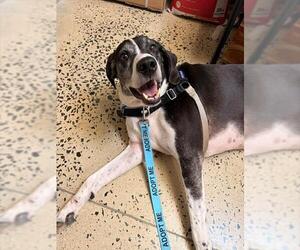 Great Dane-Unknown Mix Dogs for adoption in Waterford, VA, USA