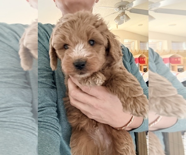 Medium Photo #1 Aussiedoodle Miniature  Puppy For Sale in NEW RIVER, AZ, USA