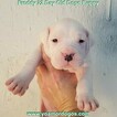 Small Photo #232 Dogo Argentino Puppy For Sale in PINEVILLE, MO, USA