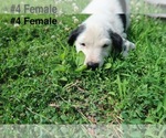 Small #10 Sheprador