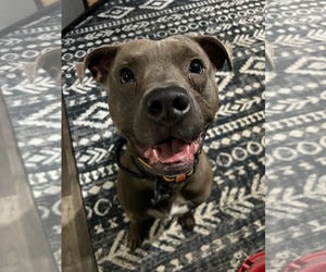Rick - Male Mutt Dog for Adoption - Photo #5