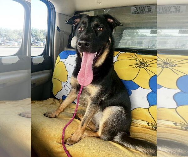 Medium Photo #1 German Shepherd Dog-Unknown Mix Puppy For Sale in Euless, TX, USA