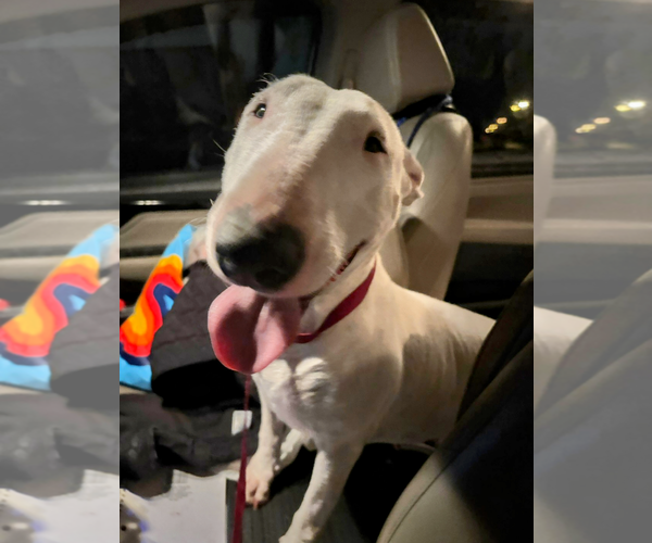 Medium Photo #1 Bull Terrier Puppy For Sale in Dumont, NJ, USA