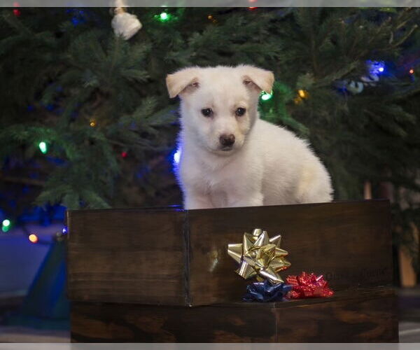 Medium Photo #7 Shepradors Puppy For Sale in Princeton, MN, USA