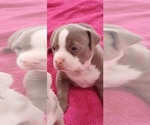 Small #5 American Bully