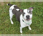 Small #1 American Pit Bull Terrier Mix