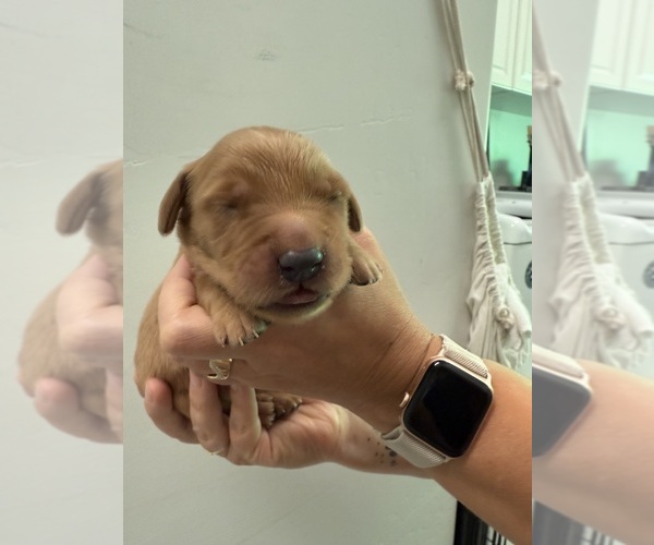 Medium Photo #2 Golden Retriever Puppy For Sale in SHINGLE SPRINGS, CA, USA