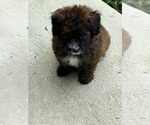 Small #2 Pom-A-Poo-Poodle (Miniature) Mix