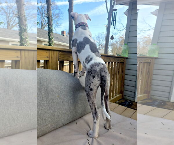 Medium Photo #3 Great Dane Puppy For Sale in Huntersville, NC, USA