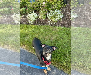 Mitzi - Female Chiweenie Dog for Adoption - Photo #3