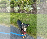 Small Photo #3 Chiweenie Puppy For Sale in Plainfield, IL, USA