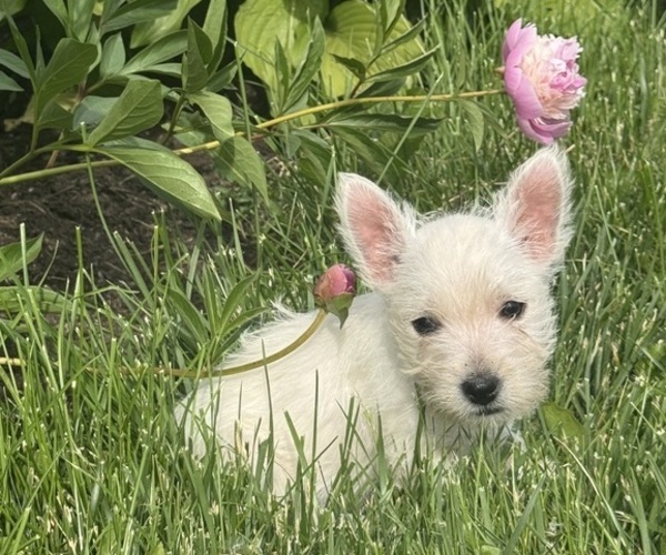 Medium Photo #2 West Highland White Terrier Puppy For Sale in CANOGA, NY, USA