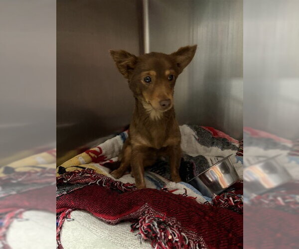 Medium Photo #1 Chihuahua Puppy For Sale in Rancho Cucamonga, CA, USA