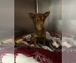 UNKNOWN - Female Chihuahua Dog for Adoption - Small photo