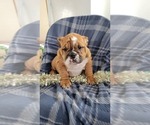 Small Photo #2 English Bulldog Puppy For Sale in COLBY, WI, USA