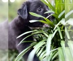 Small Photo #4 Australian Shepherd Puppy For Sale in MATTHEWS, NC, USA