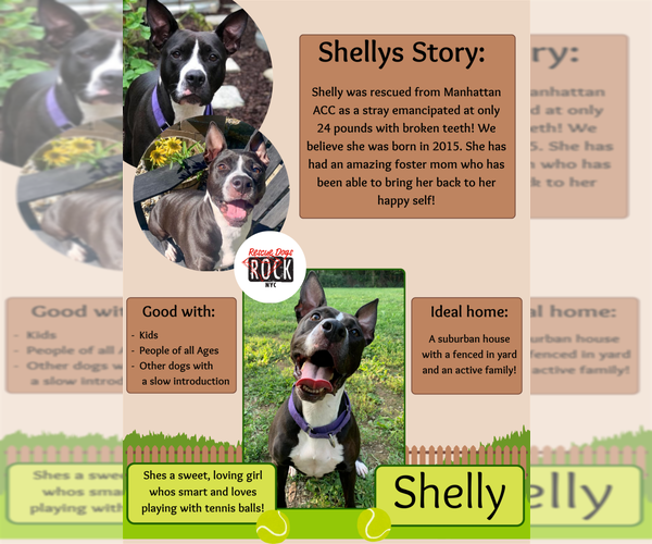 Medium Photo #1 Mutt Puppy For Sale in New York, NY, USA