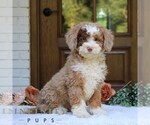 Small #3 Bernedoodle (Miniature)