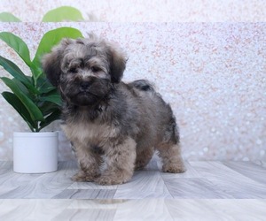 Shih-Poo Puppy for sale in MARIETTA, GA, USA