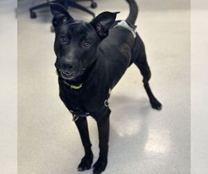 Mutt Dogs for adoption in Rohnert Park, CA, USA