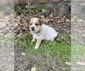Australian Cattle Dog Puppy for sale in GANS, OK, USA