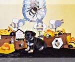 Puppy Frack Chihuahua