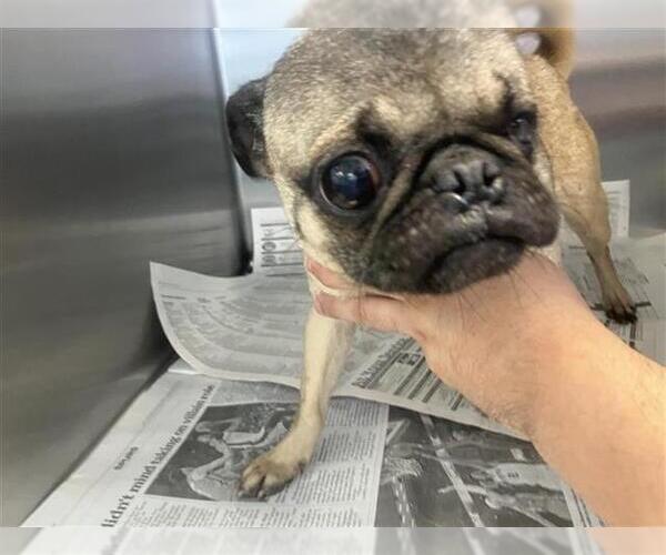 Medium Photo #1 Pug Puppy For Sale in San Antonio, TX, USA