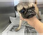 Small Pug