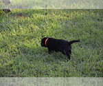 Small #27 Labrador Retriever
