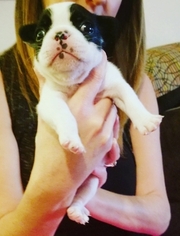 French Bulldog Puppy for sale in FAIR OAKS, CA, USA