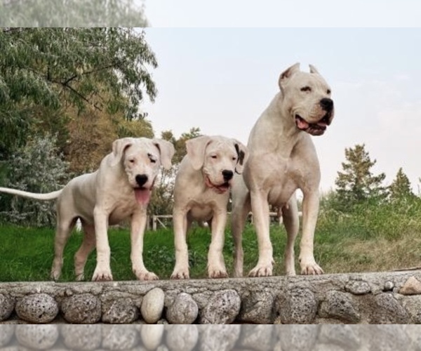 Medium Photo #2 Dogo Argentino Puppy For Sale in COEUR D ALENE, ID, USA