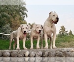 Small Photo #2 Dogo Argentino Puppy For Sale in COEUR D ALENE, ID, USA