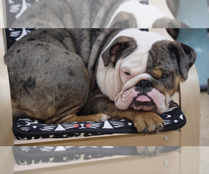 Bulldog Puppy for sale in CHELMSFORD, MA, USA