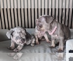 Small #4 French Bulldog