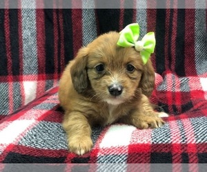 Doodle Puppy for sale in LAKELAND, FL, USA